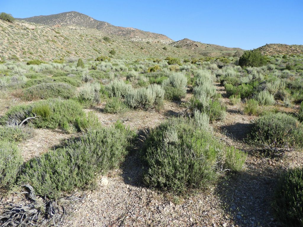 I came across faint traces of the old road, but nothing consistent which made the hike any easier: