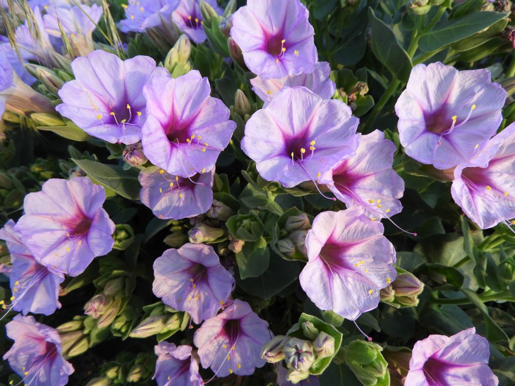 Near the trailhead, there was a stunning display of Giant Four O'Clock wildflowers on display: