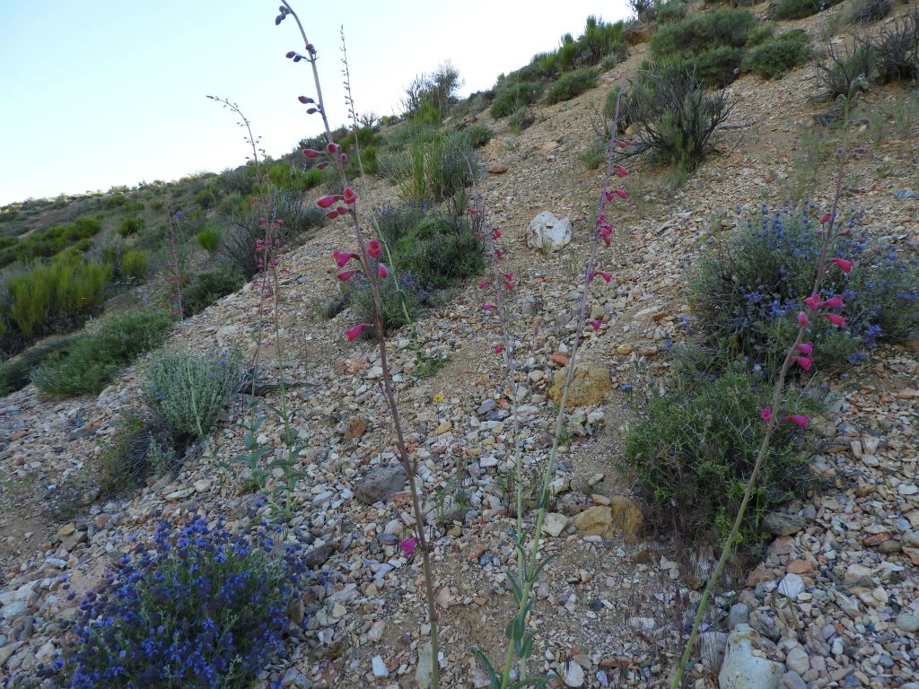 This small hillside had a number of unique wildflowers all blooming together in mid-June: