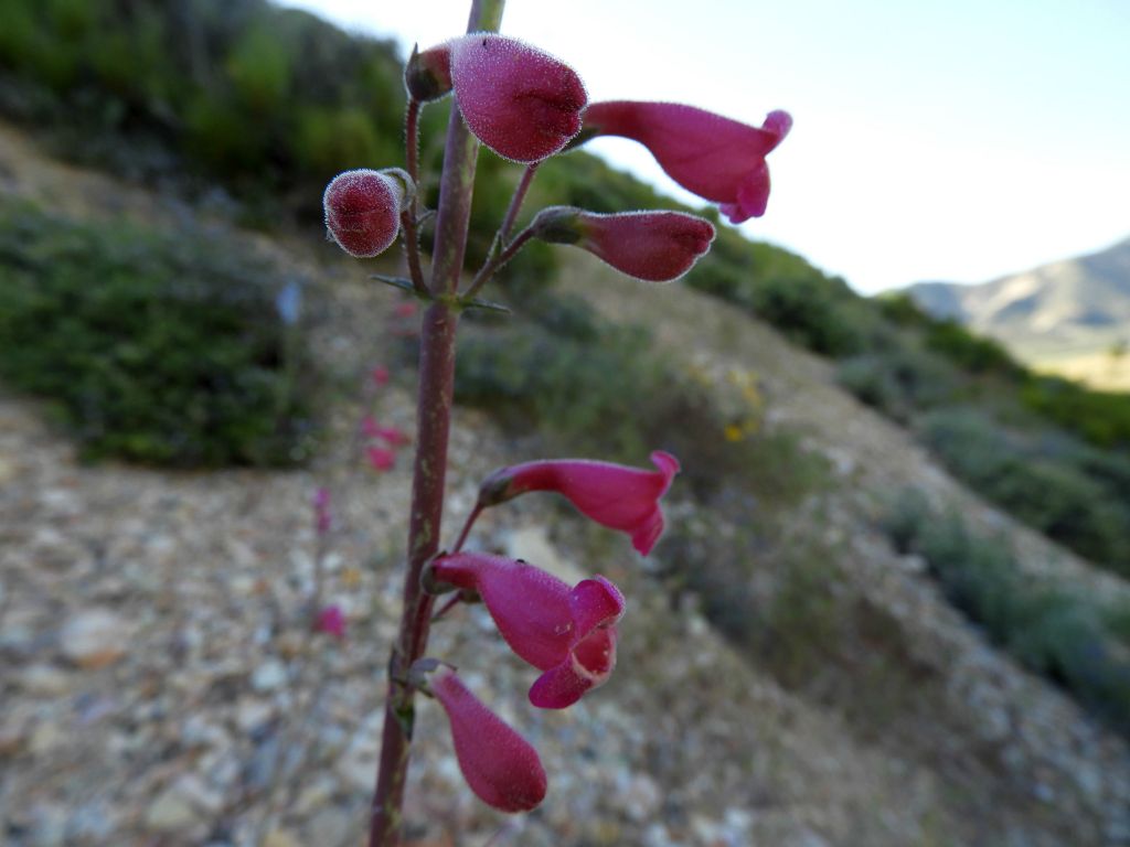 Among these was Rosy Penstemon, which grows quite tall and has a vivid red color: