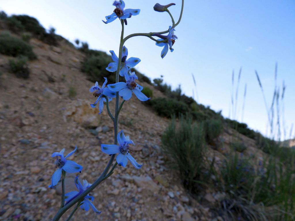 Also growing tall was the light blue-colored Desert Larkspur: