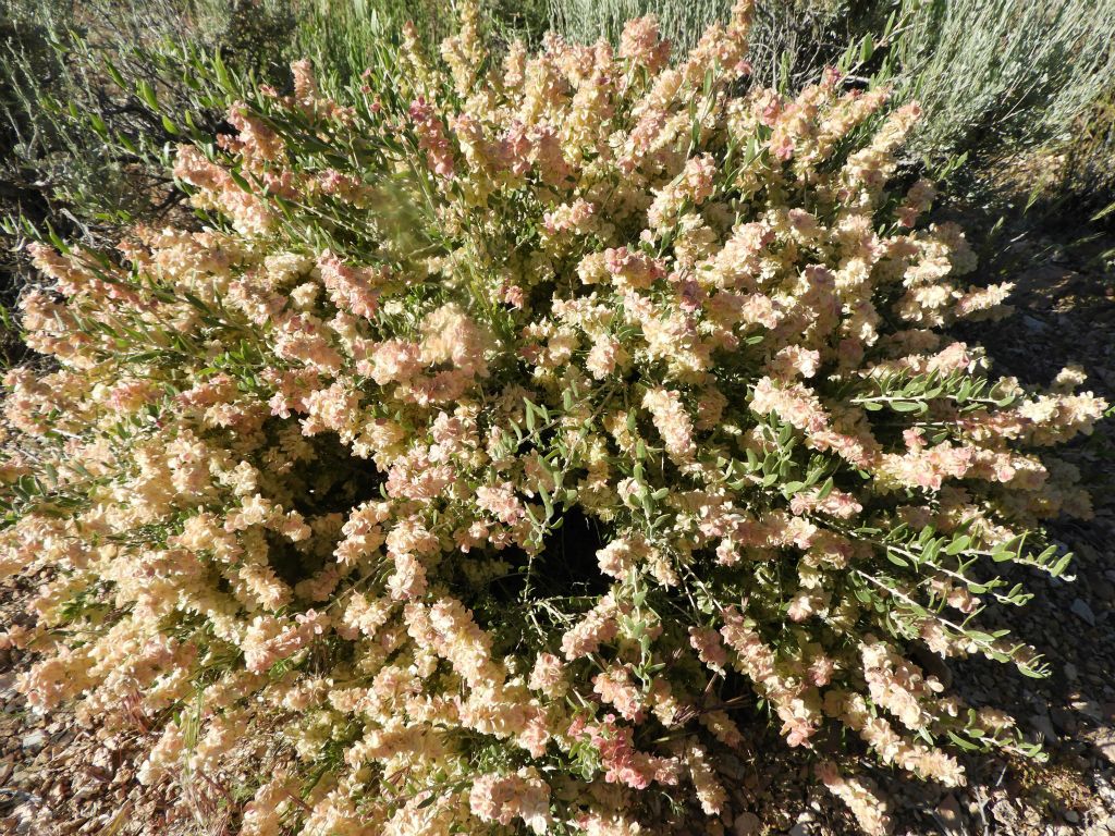 But one of my favorites was Spiny Hopsage.  I had never seen this bush blooming before on a hike: