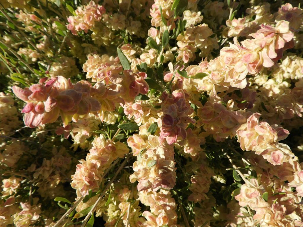 Hopsage flowers were the most frequently spotted blooms along the route: