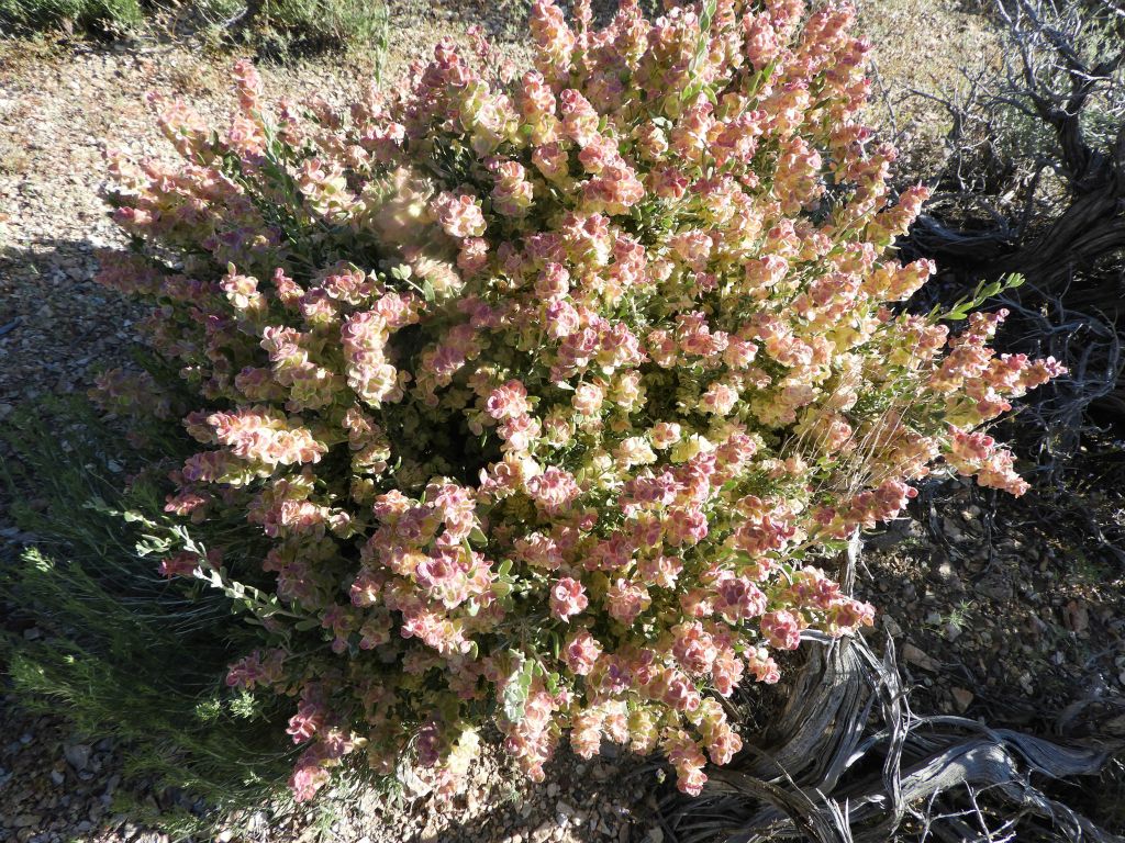 Spiny Hopsage plants are related to Desert Holly plants:
