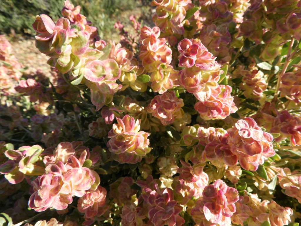 Notice how the Hopsage flowers transition from green to yellow to pink: