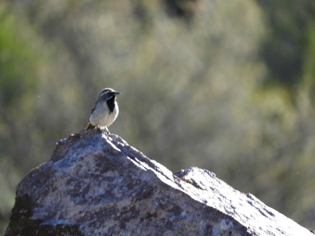 One of the enjoyable aspects of this hike was being kept company by birds.  This is a Black-throated sparrow: