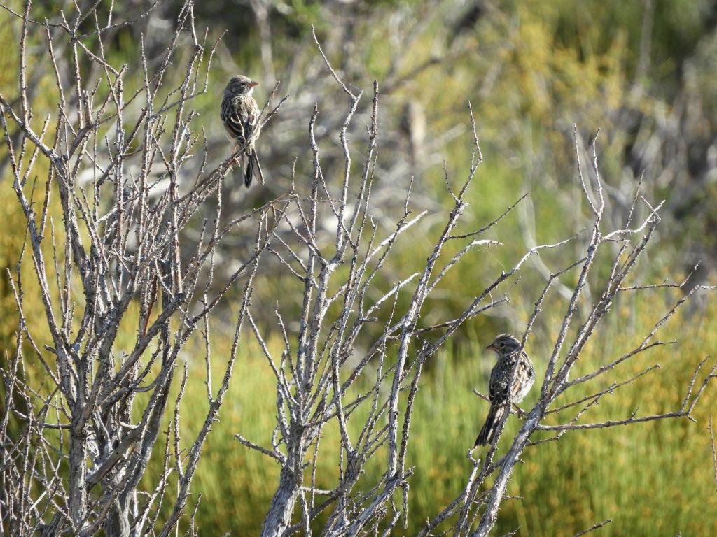 Two Clay-colored sparrows keeping a watchful eye out: