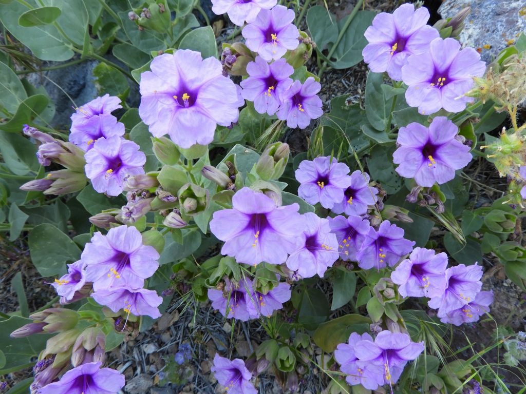 More Giant Four O'Clock wildflowers, but these ones are more purple than pink in color: