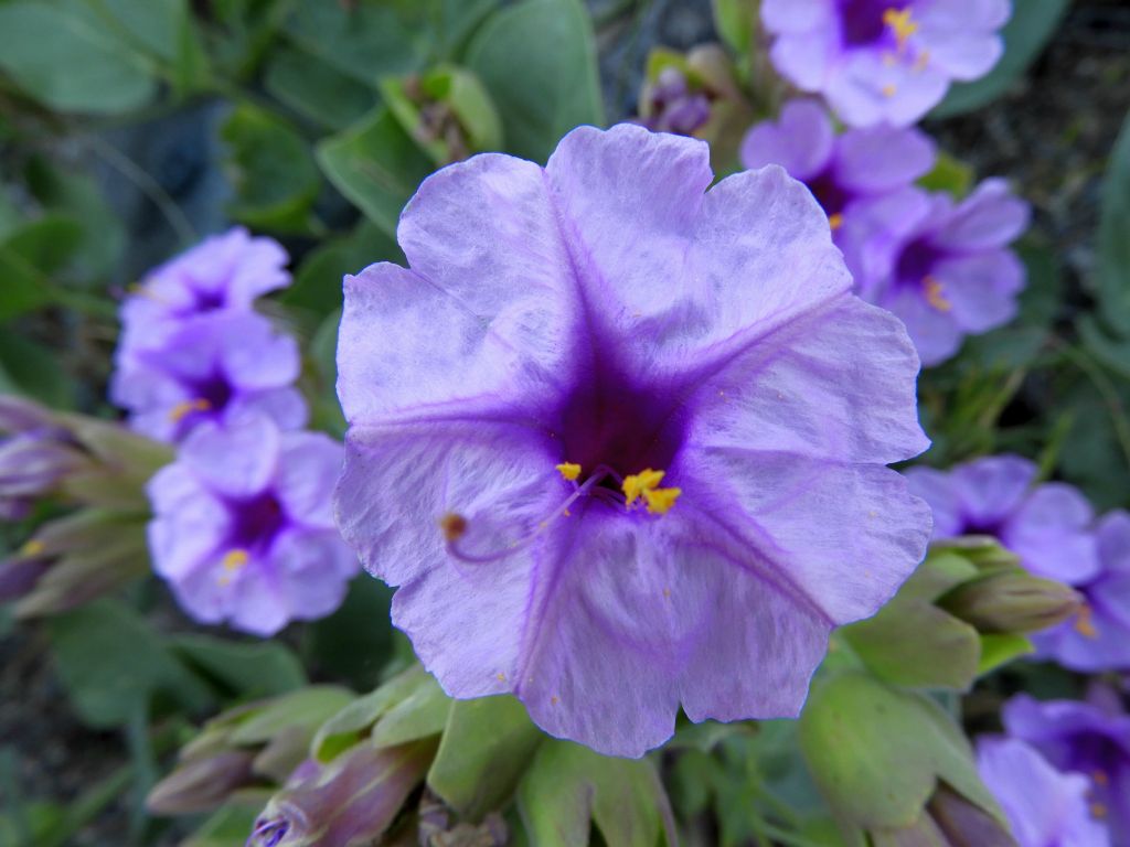 Giant Four O'Clocks really stand out when in bloom because the flowers are so large and are really eye-catching: