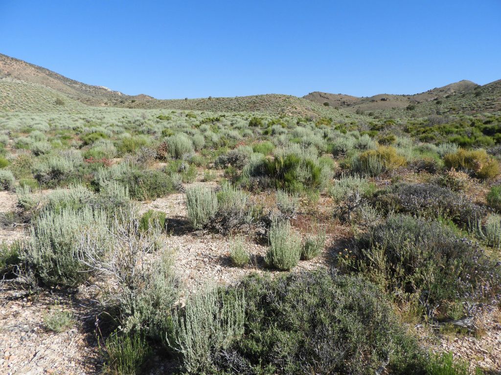 This is the major junction reached about 2 miles into the hike.  The wash of the main canyon heading toward Coyote BM continues to the left: