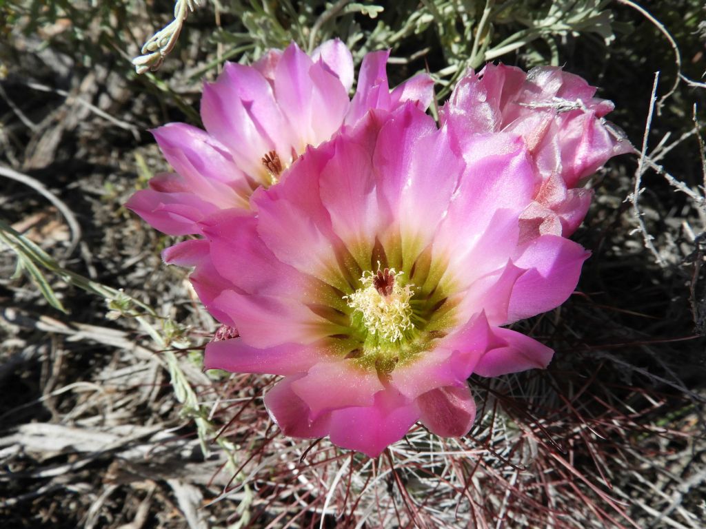 Finding a Mojave Fishhook Cactus in full bloom: