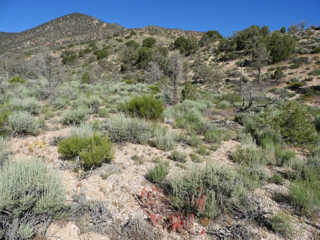 This is the spot where I decided to climb the ridge and begin the steep ascent portion of the hike: