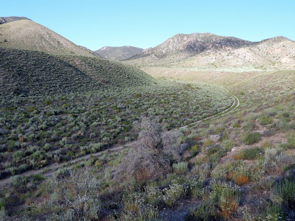 As the hike begins, it follows an old closed mining road up a small rise overlooking Phinney Canyon wash: