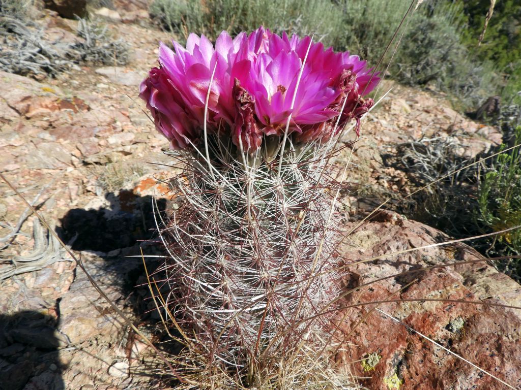 The Mojave Fishhook Cactus looks similar to the Pineapple Cactus, but the spines have curved ends as seen here: