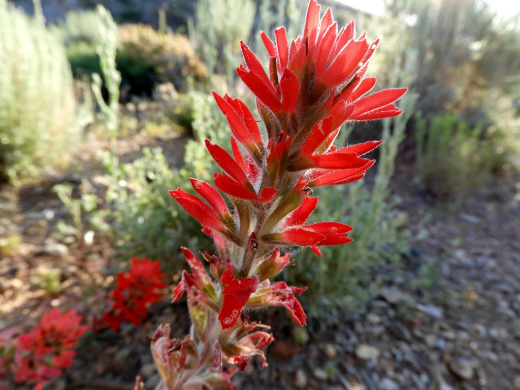 Bright red-colored Desert Paintbrush is a reliable wildflower to find on most higher elevation hikes:
