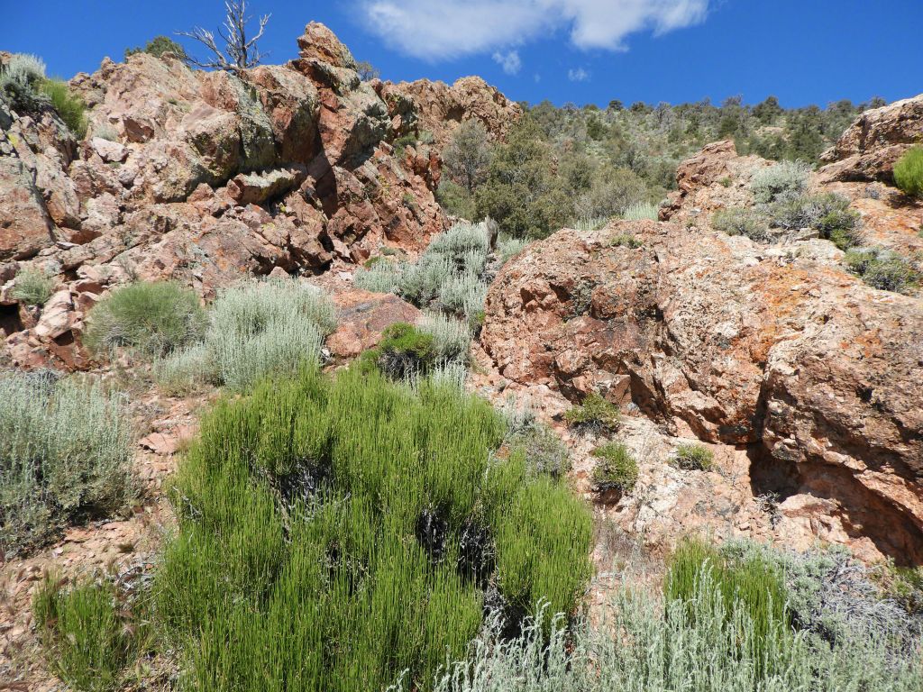 There continued to be very heavy plant growth along the ridge, which added to the challenge: