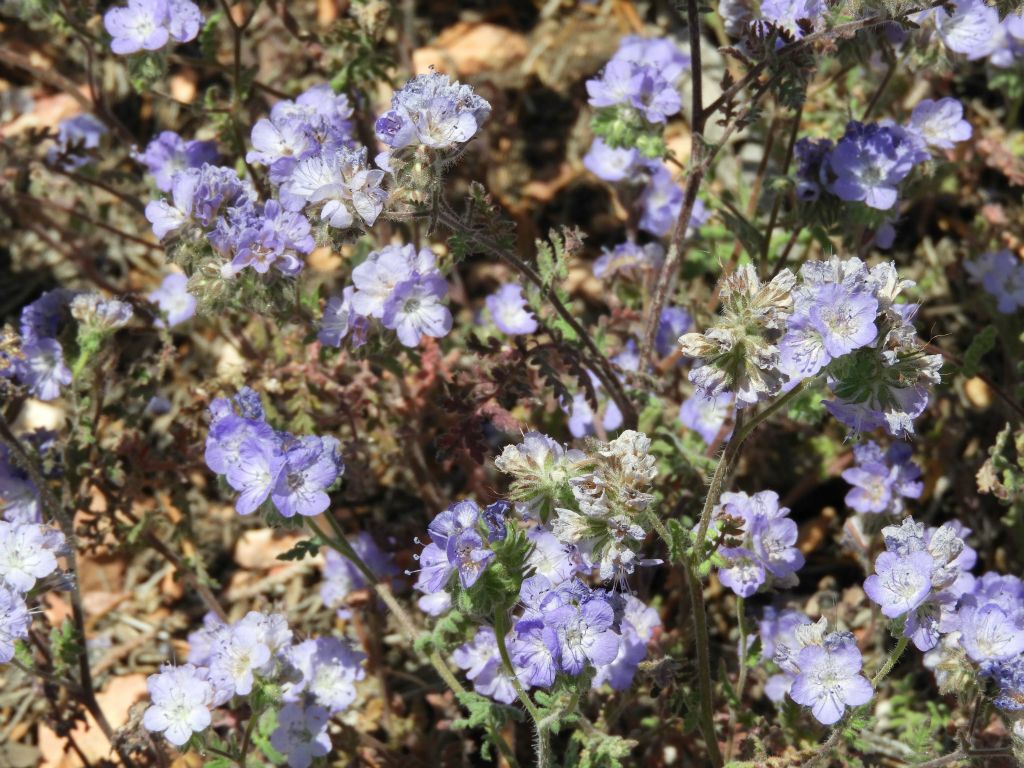More Wild Heliotrope growing on the mountain slopes, most of the time under the shade of trees: