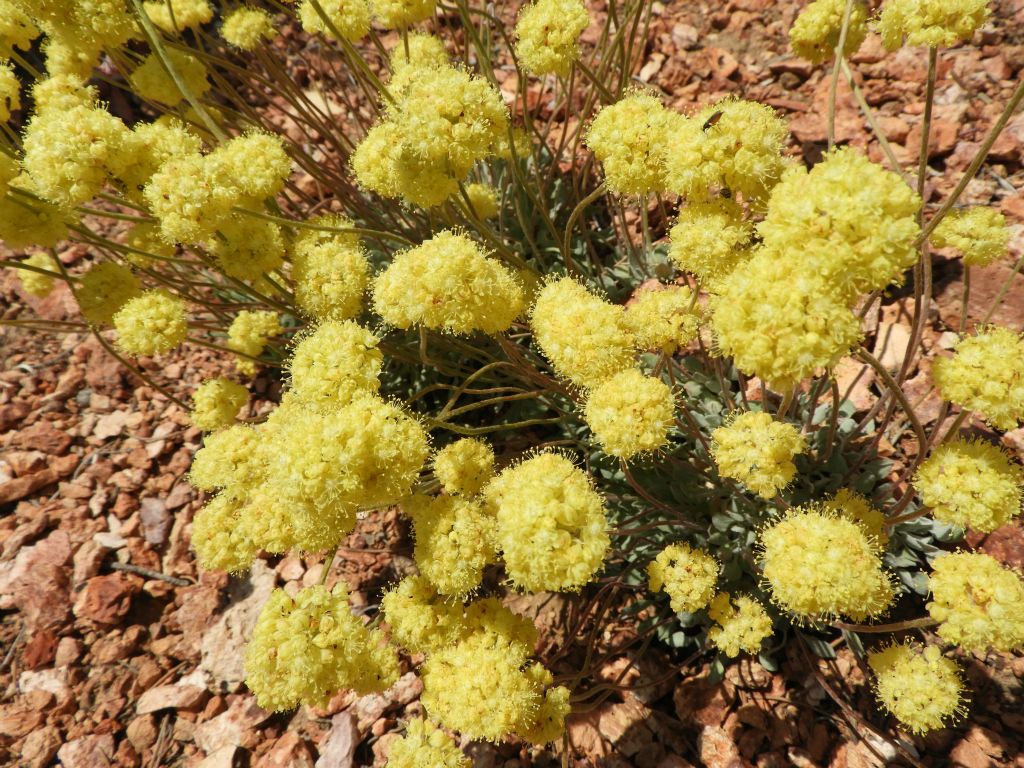 And more Sulphur Buckwheat continued to be on display:
