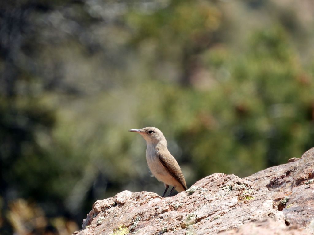 A Rock wren (likely a juvenile) kept watch on me while perched on a rock:
