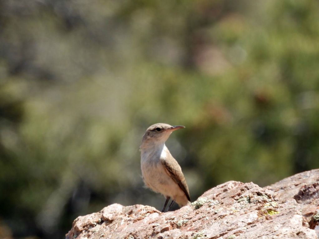 Rock wrens can use their long bills to seek out insects to feed on in rock cracks: