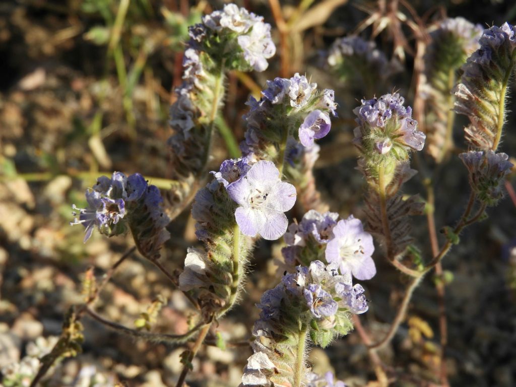 This unique-looking wildflower is called Wild Heliotrope (also known as Blue Phacelia):