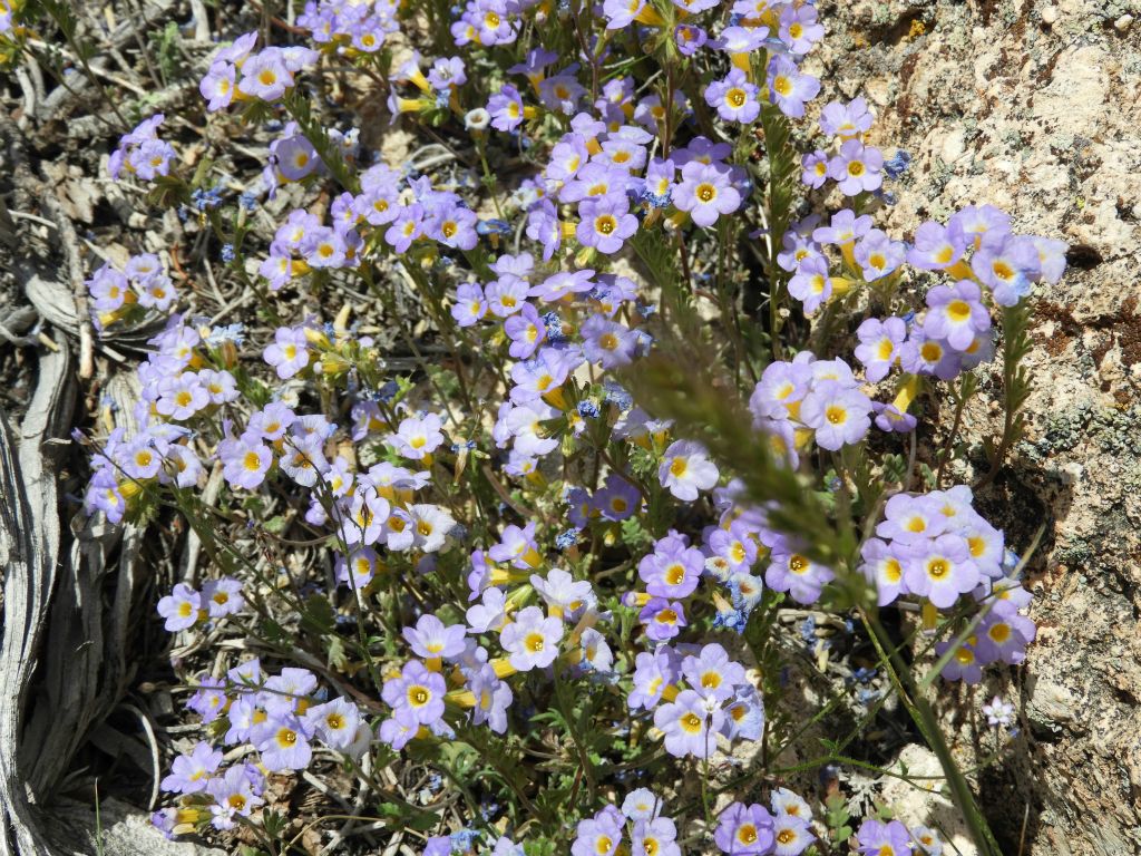 After finding Fremont Phacelia on my previous Death Valley hike which was to Quail BM, it was neat to find it also during this hike to Coyote BM: