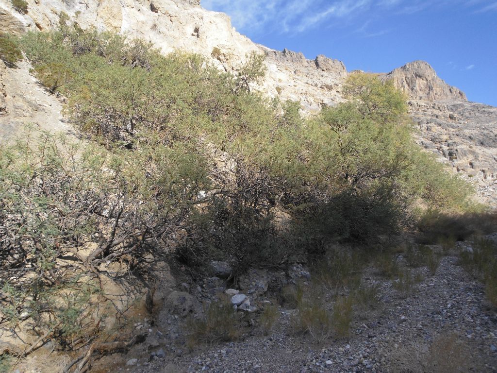 A short distance into the canyon, you pass by the 4th and final spring: