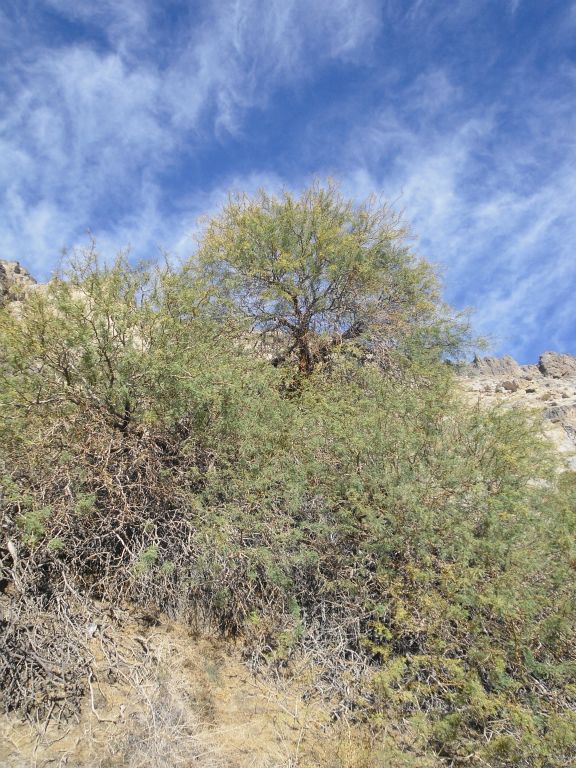 A tall branch sticks out of the brush within the 4th spring: