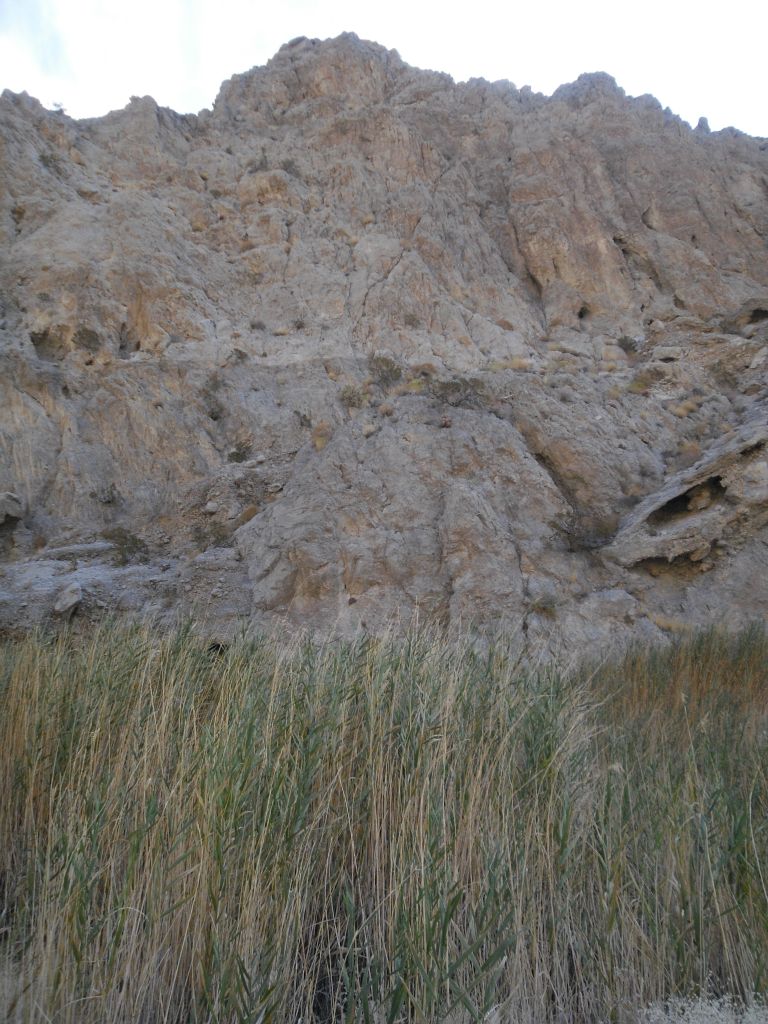 The high-growing reeds of Grey Wall Canyon: