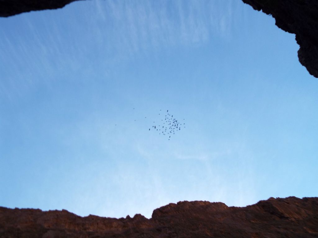 A flock of Pinyon Jays flying overhead above Red Wall Canyon.  Who says canyon hiking in the desert is a lonely endeavor?: