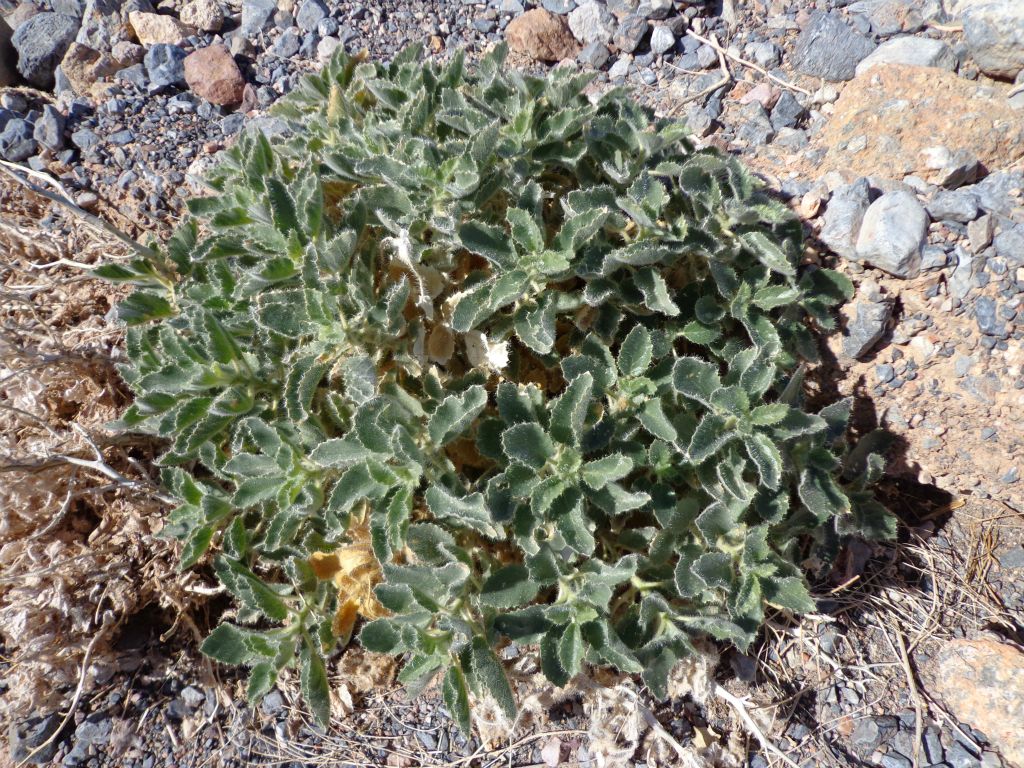 Two pictures of Rock Nettle plants that we spotted early on in the canyon: