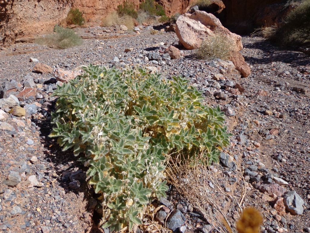 And it features more Rock Nettle plants, thus showing that a good name was chosen: