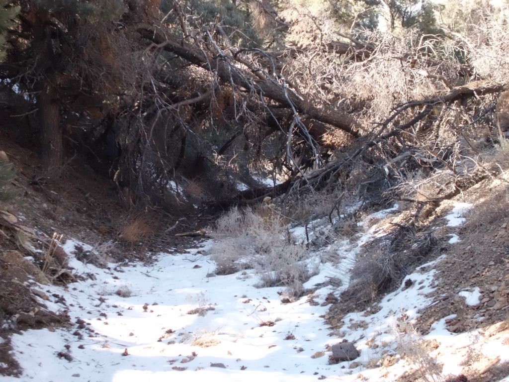 Trees and branches have fallen over the old road in places: