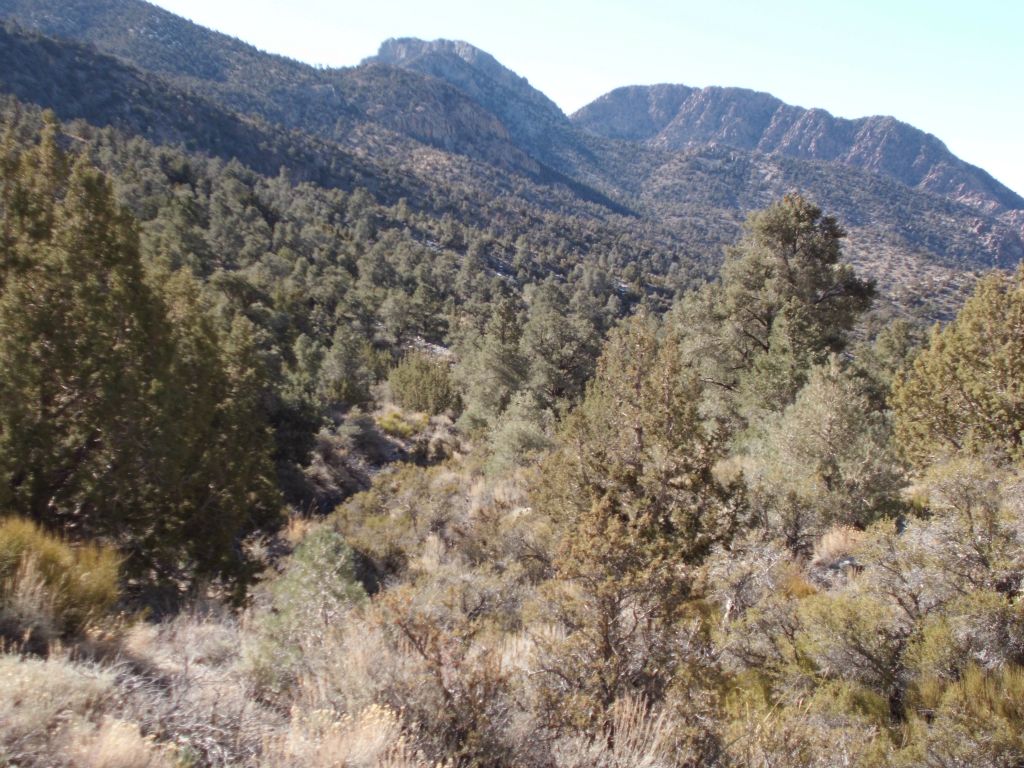 As you can see, there was no straight path through the brush and trees.  It was a matter of constant navigation and zigzagging: