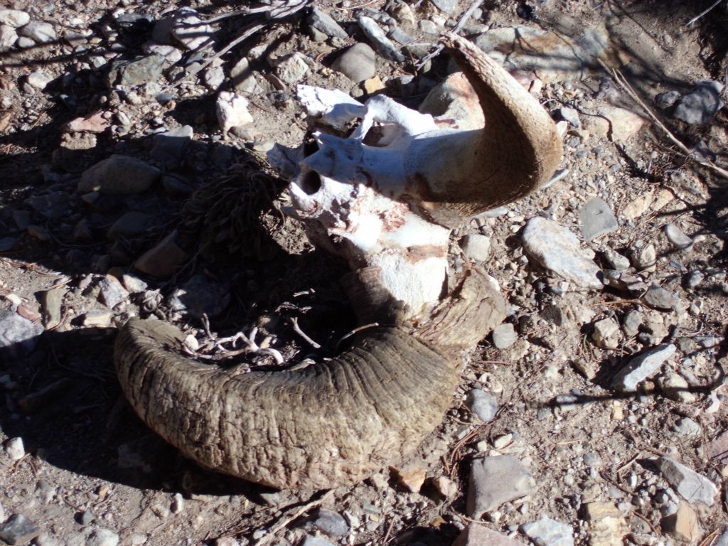 Bighorn sheep skull and horns found along the way in the wash:
