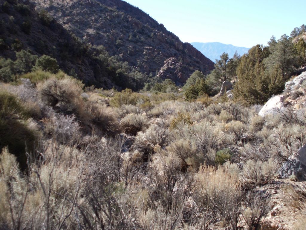 The terrain once again got a bit brushy and slowed down progress: