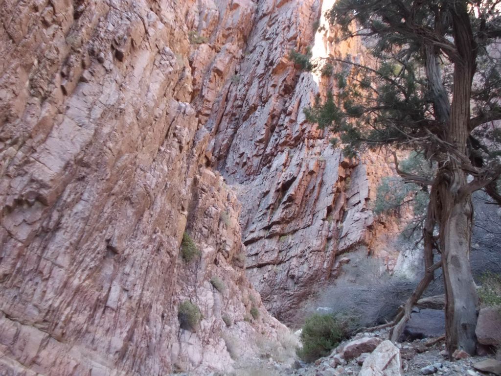 A lone tree guarding entrance to the taller narrows we were about to enter: