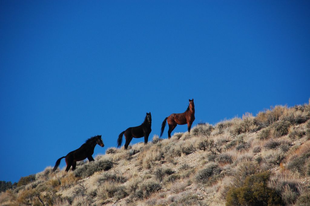 Spotting some beautiful wild horses on our drive through Phinney Canyon: