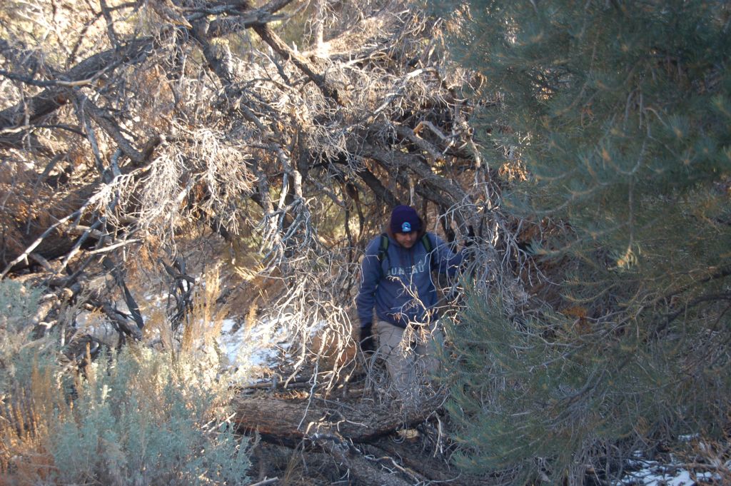 Steve emerging from working his way under a fallen tree: