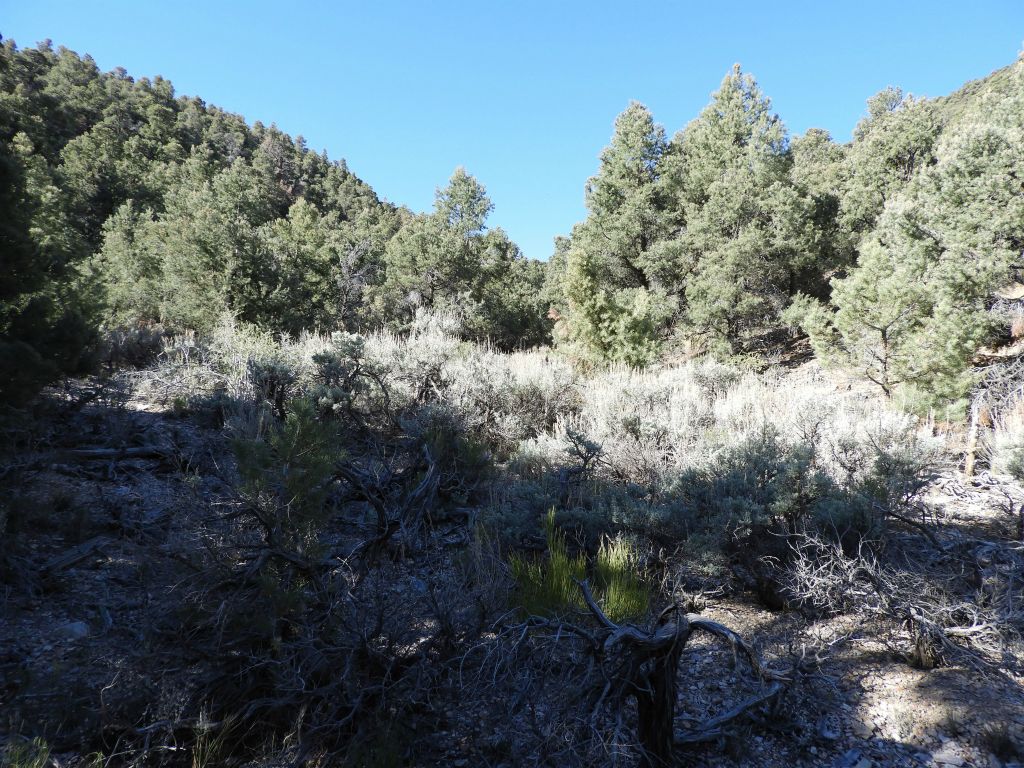 Wearing pants on this hike is a good idea because there is also brush dodging to do: