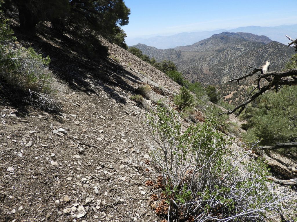 This comparison picture shows the contrast between the forest dirt soil and the barren scree slope just beyond: