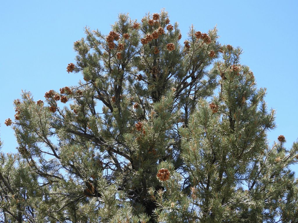 A tree loaded with pinecones near its top: