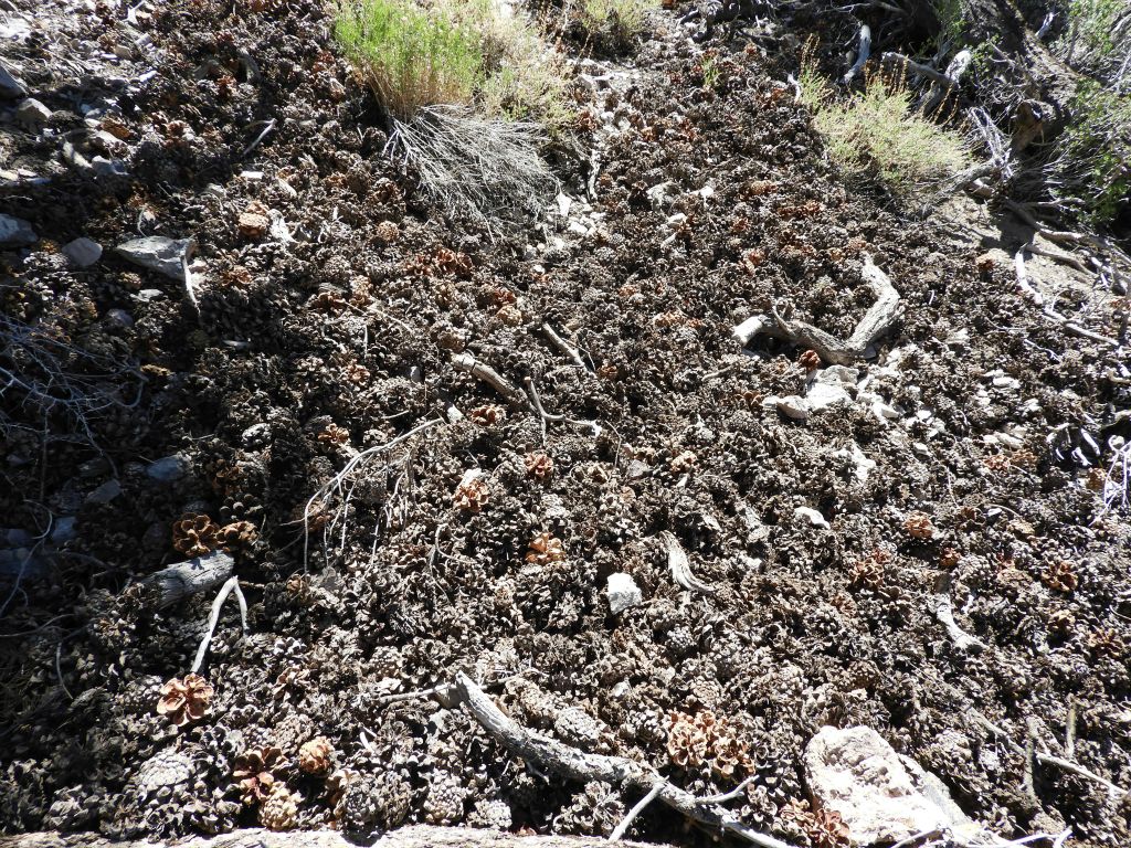 Ground cover made of an abundance of fallen pinecones:
