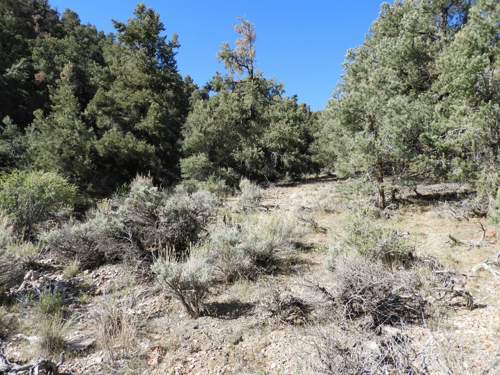 The first half of the hike has mostly easy hiking with only a gentle uphill slope: 