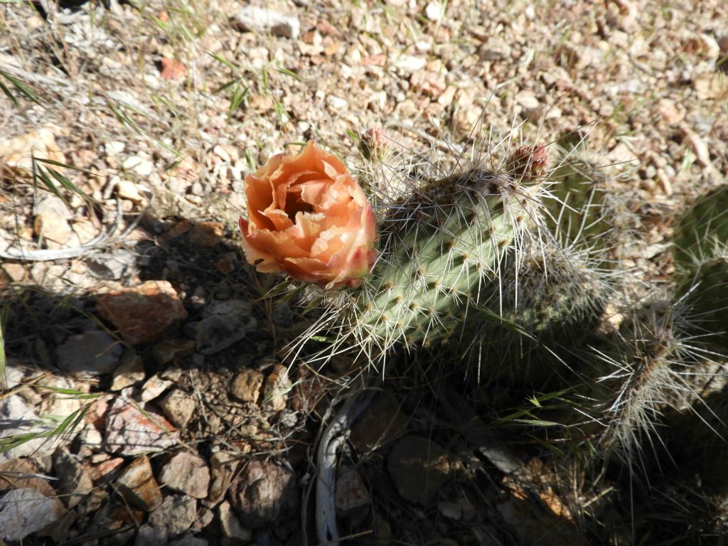 A Pricklypear cactus that was partially in bloom: