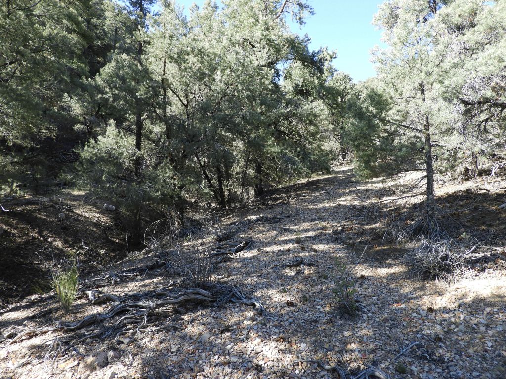 Notice here that the canyon wash is covered by trees so we found it necessary to hike along the bank: