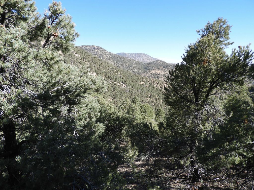 Looking back through the trees, a certain prominent peak began coming into view far in the distance: