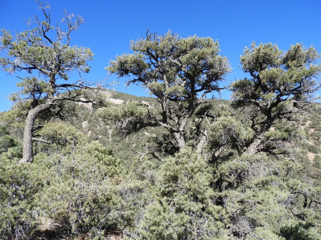 Coming across three very unique trees with bare sections of trunk and greenery up high: