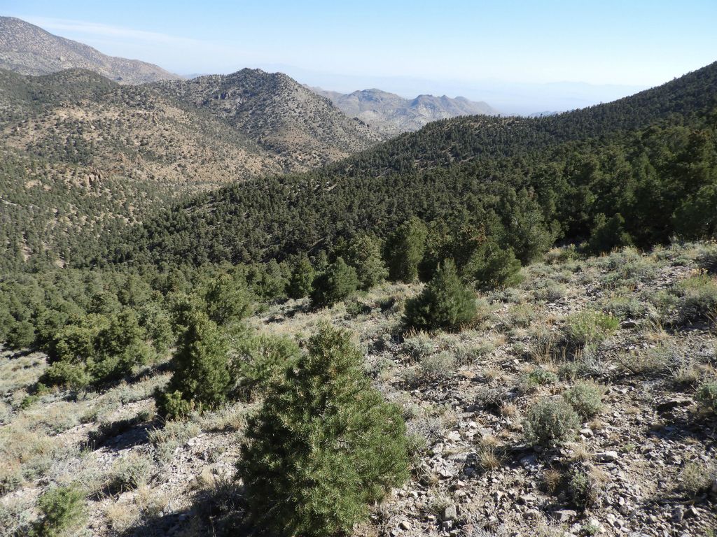 Notice that the forest is less thick on this hillside in comparison to others to the east: