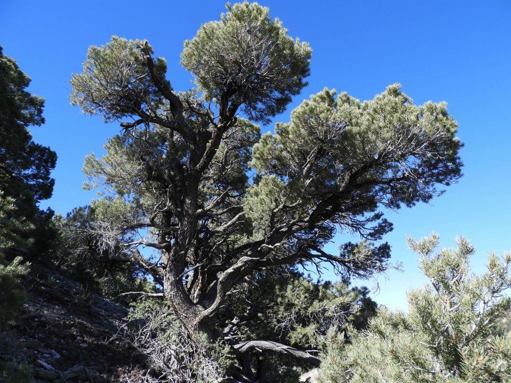 A tall tree with several very large branches: